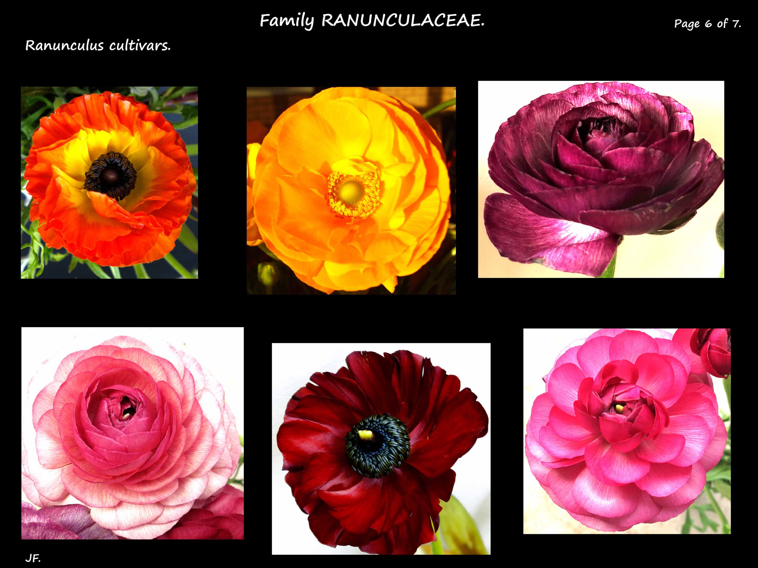 6 More Ranunculus cultivar colours